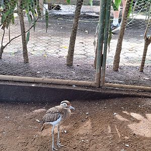 Zoológico Nacional de Nicaragua: Double-striped thick-knee