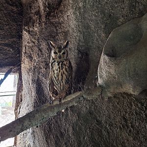 Zoológico Nacional de Nicaragua: Striped owl