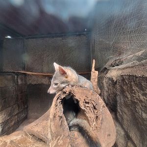 Zoológico Nacional de Nicaragua: Grey foxes