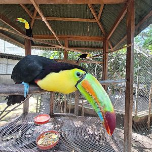 Zoológico Nacional de Nicaragua: Keel-billed toucans