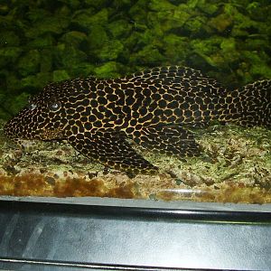 Catfish ID - Obří akvárium Hradec Králové