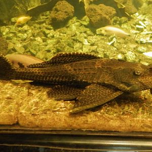 Catfish ID - Obří akvárium Hradec Králové