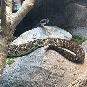 Timber Rattlesnake