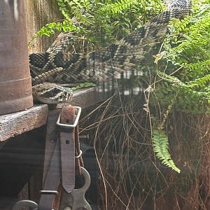 Diamondback Rattlesnake