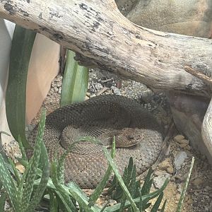 Aruba Island Rattlesnake