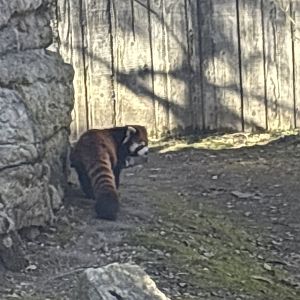 Red Panda