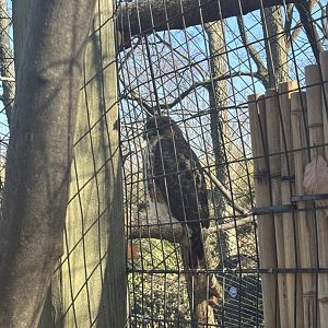 Red-Tailed Hawk
