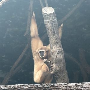 White Handed Gibbon (aka Lar Gibbon)
