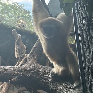 White Handed Gibbon (aka Lar Gibbon)