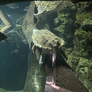 Alligator Snapping Turtle