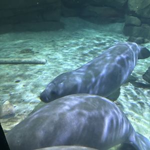 Florida Manatee