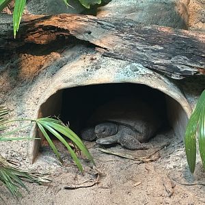 Gopher Tortoise