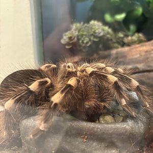 Mexican Red-Kneed Tarantula
