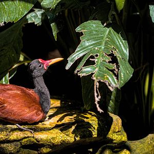 Wattled jacana