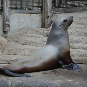 California sea lion