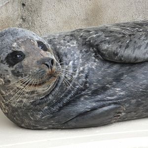 Harbour seal