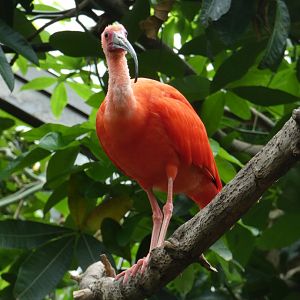 Scarlet ibis
