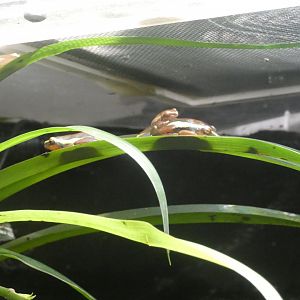 Phantasmal poison frog