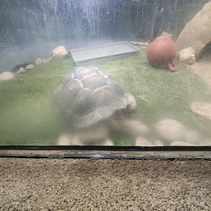 Galapagos tortoise? El Paso Zoo