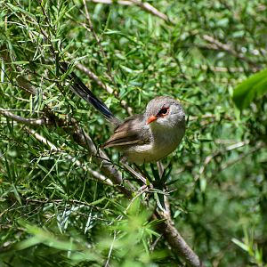 Variegated Fairywren