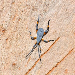 Common Gum-tree Bug Amorbus robustus