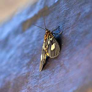 Two-spots Tiger Moth