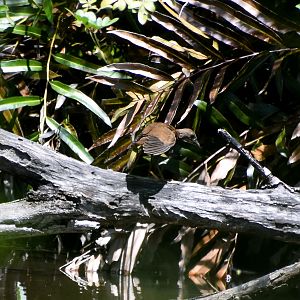 Pale-vented Bush-hen