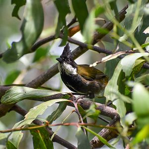Eastern Whipbird
