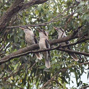 laughing Laughing Kookaburras