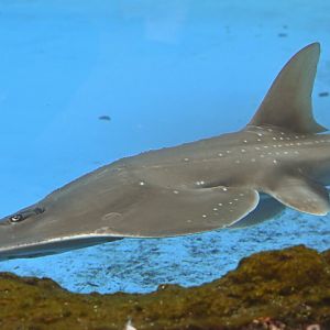 Taiwanese wedgefish/Rhynchobatus immaculatus