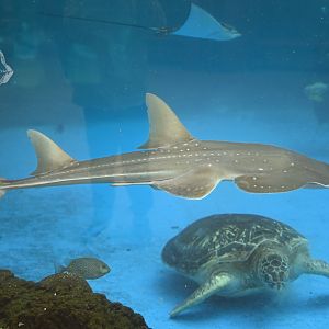 Taiwanese wedgefish/Rhynchobatus immaculatus