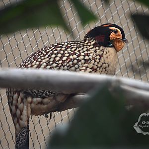 Cabot's tragopan/Tragopan caboti