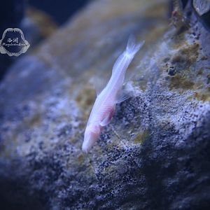 Troglonectes daqikongensis