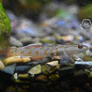 Zhou's Vermilion Goby/Rhinogobius zhoui