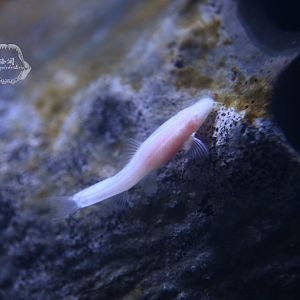 Troglonectes daqikongensis