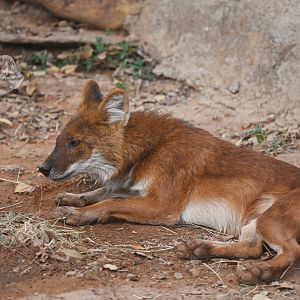 Dhole/Cuon alpinus