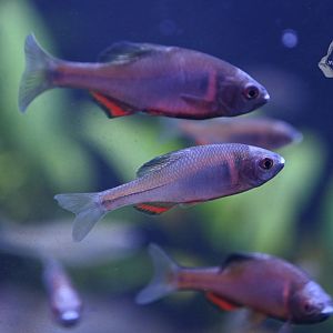 Sinorhodeus microlepis