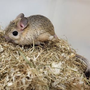 Greater jerboa - Jaculus orientalis
