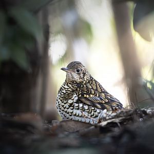 White's Thrush ~ Kasai Rinkai Park