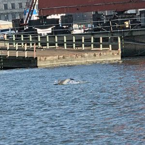 Common Dolphin