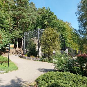 Andes Condor (Vultur gryphus)