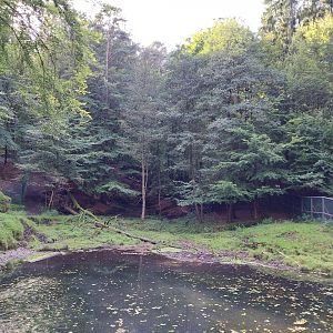Eurasian elk (Alces alces alces) enclosure