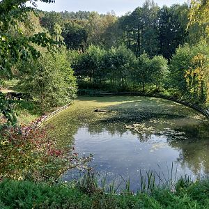 Water Buffalo (Bubalus arnee f. bubalis)