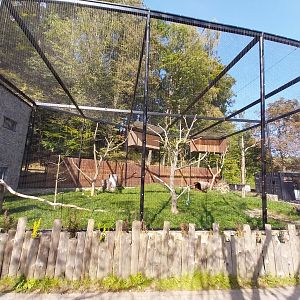 Southern Ground Hornbill (Bucorvus leadbeateri)