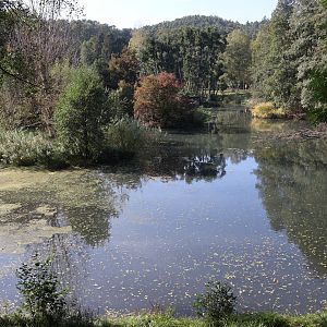 Island for Northern White-cheeked Gibbon and Red-Cheeked Gibbon