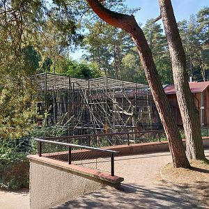 Orangutan (Pongo pygmaeus)