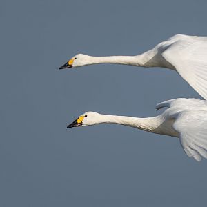 Bewick Swans (wild), UK