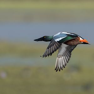 Northern Shoveler (wild), UK