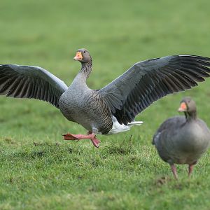 Greylag Goose (wild), UK
