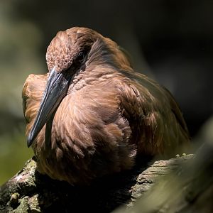 Hamerkop